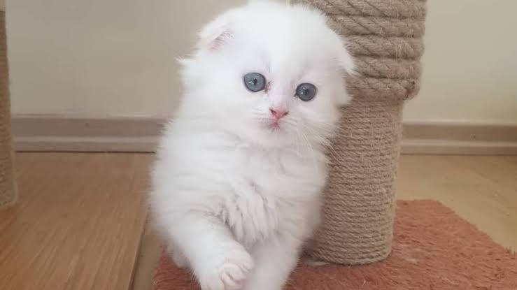 Karbeyazı scottish fold dişi yavru kedi