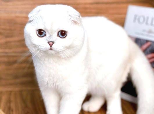 Mavişim scottish fold dişi kedi