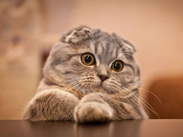 Şaşkın arif scottish fold kedi tuvalet eğitimli 