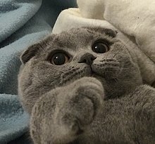 3 yaşında gri scottish fold kedi