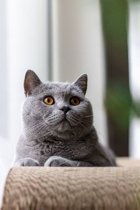 Uzun bıyıklı british shorthair kedi