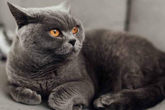 British shorthair kedi çatık kaşlı rambo 