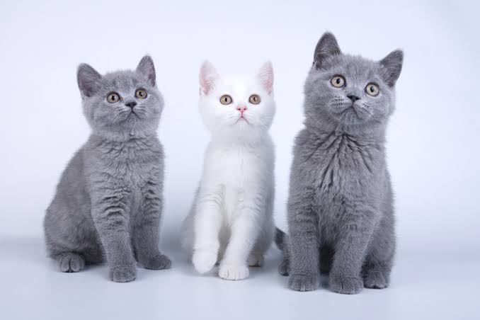 Erkek&Dişi Yavru british shorthair kedi