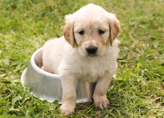 Safkan golden retriever yavru köpeklerimiz