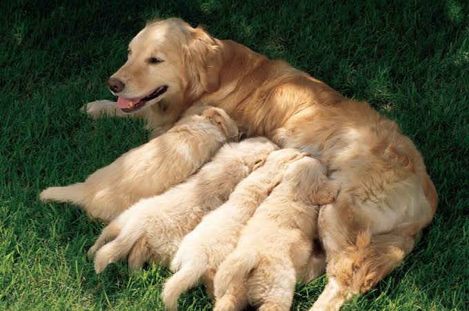 Safkan orijinal golden retriever yavru köpeklerimiz