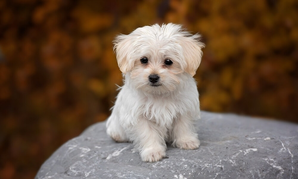 Evinize en özel hediye maltese terrier köpek