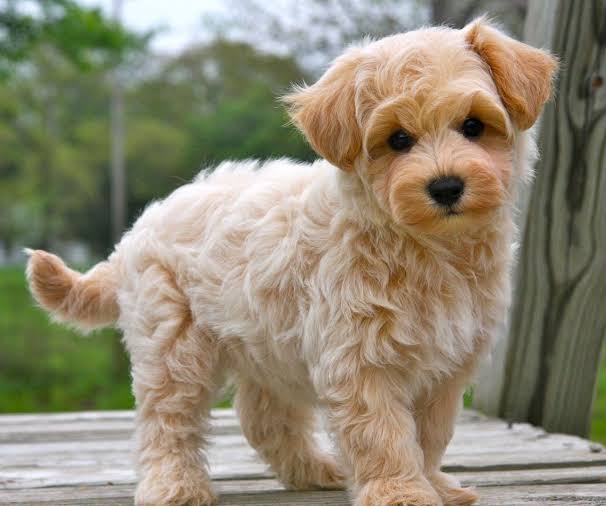 Yavru Maltipoo Köpeğim