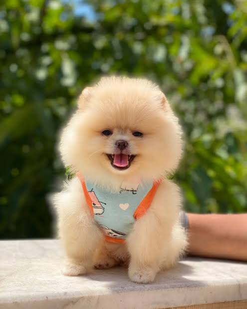 Dünya tatlısı yavru pomeranian boo köpek