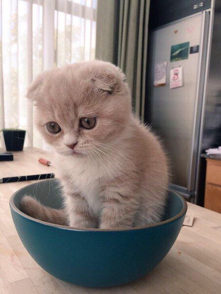 Güzeller Güzeli̇ Scottish Fold Kedi Yavrumuz