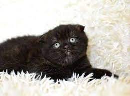 Yeni Doğmuş Kedi Orginal British Shorthair