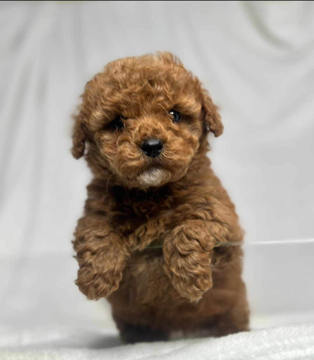 TEACUP 2 KG GARANTİSİ ALTINDA KIRMIZI RED TOOY POODLE 