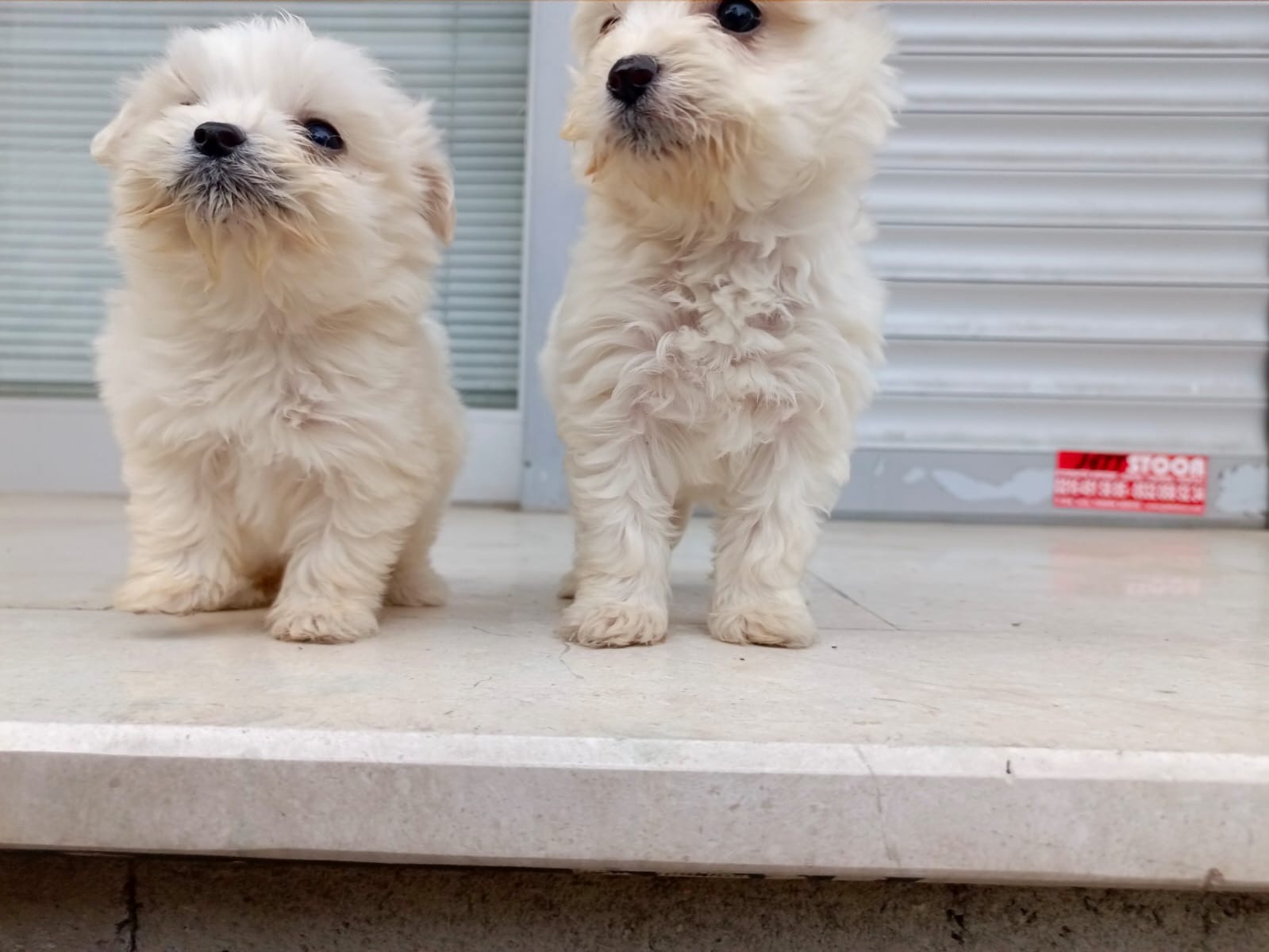 Maltese Terrier Sıfır Numara,Oyuncu ve Sevgi Delisi