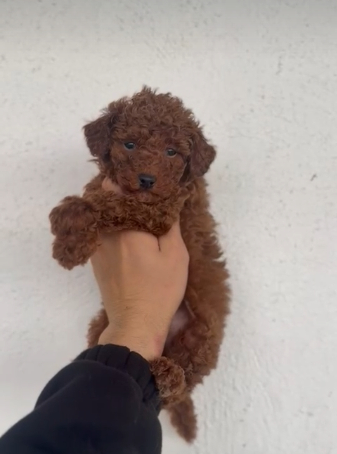 TEACUP 2 KG GARANTİSİ ALTINDA KIRMIZI RED TOOY POODLE 