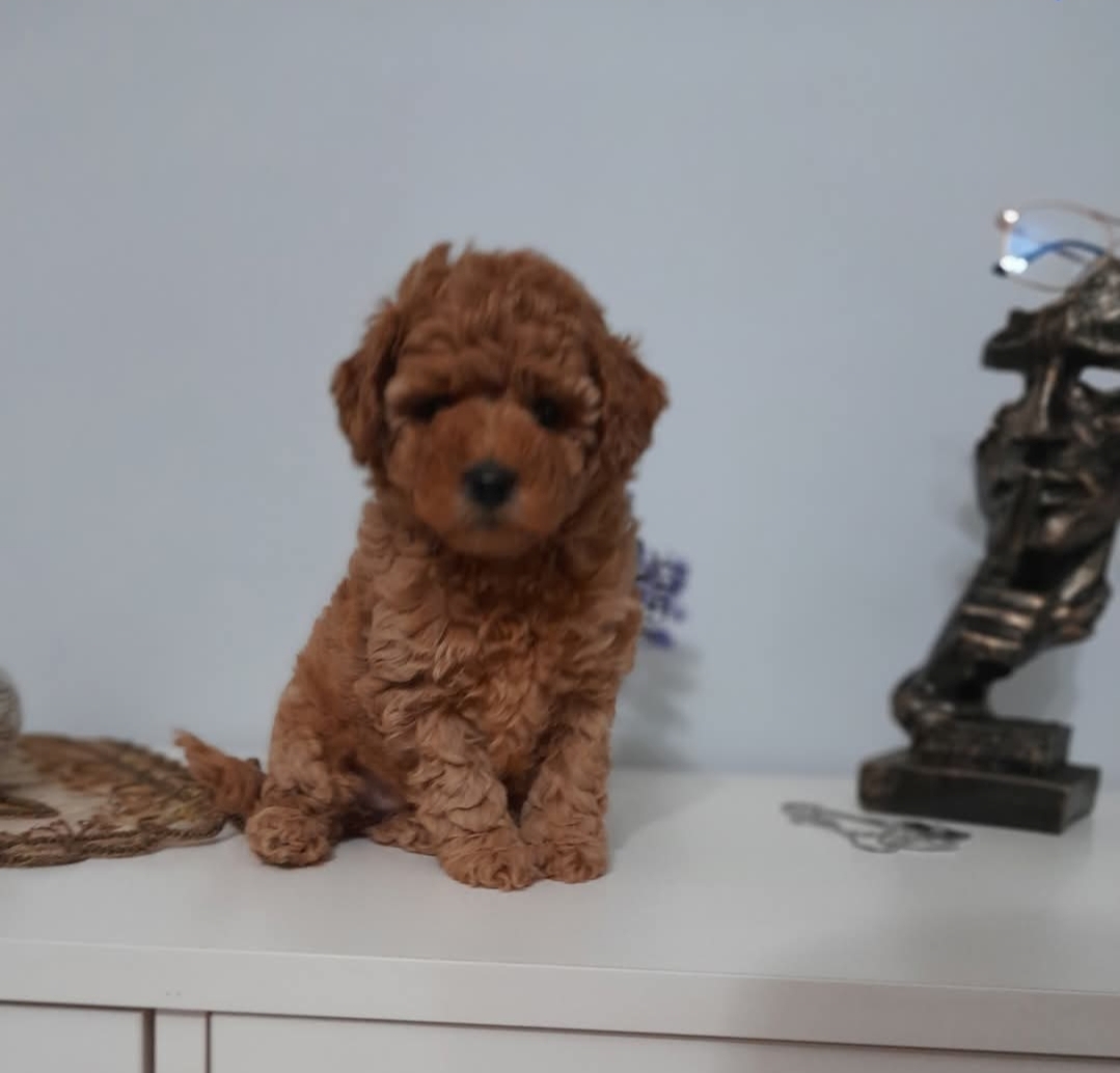 Tooy poodle cinsi kıpkırmızı Red mini Boy 