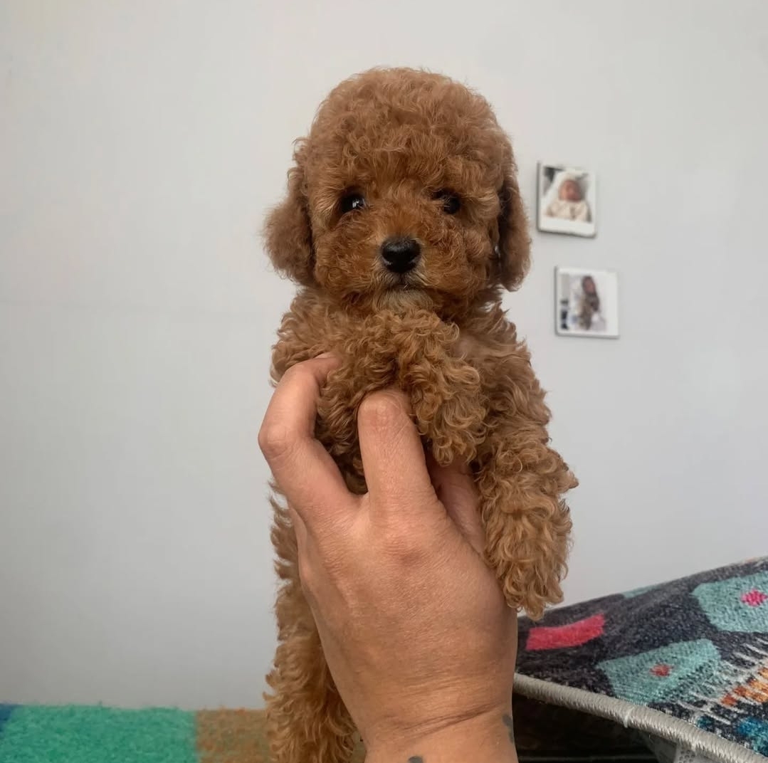 TEACUP 2 KG GARANTİSİ ALTINDA KIRMIZI RED TOOY POODLE 