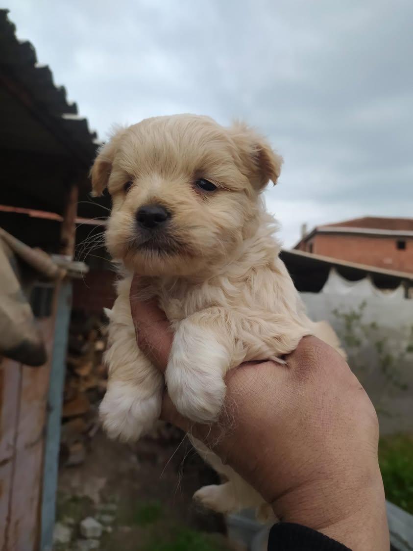 A kalite dişi maltipo yavrular