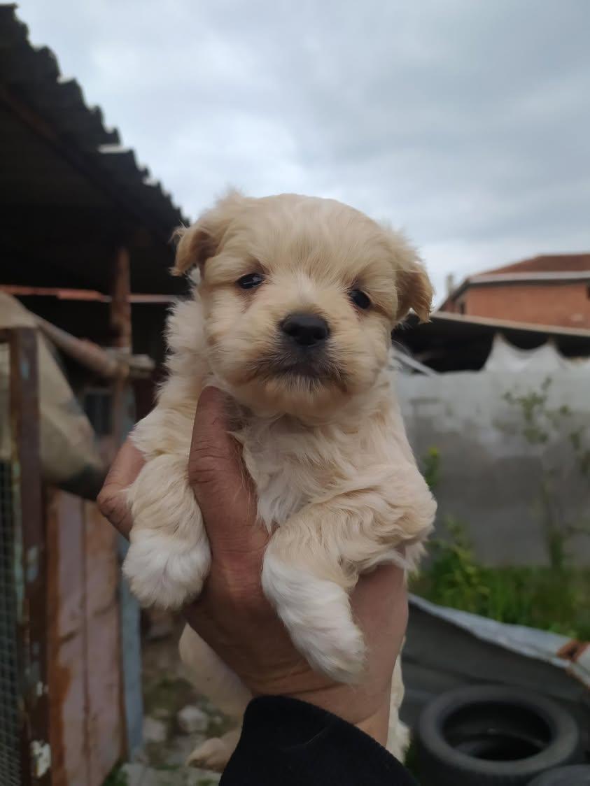 A kalite dişi maltipo yavrular