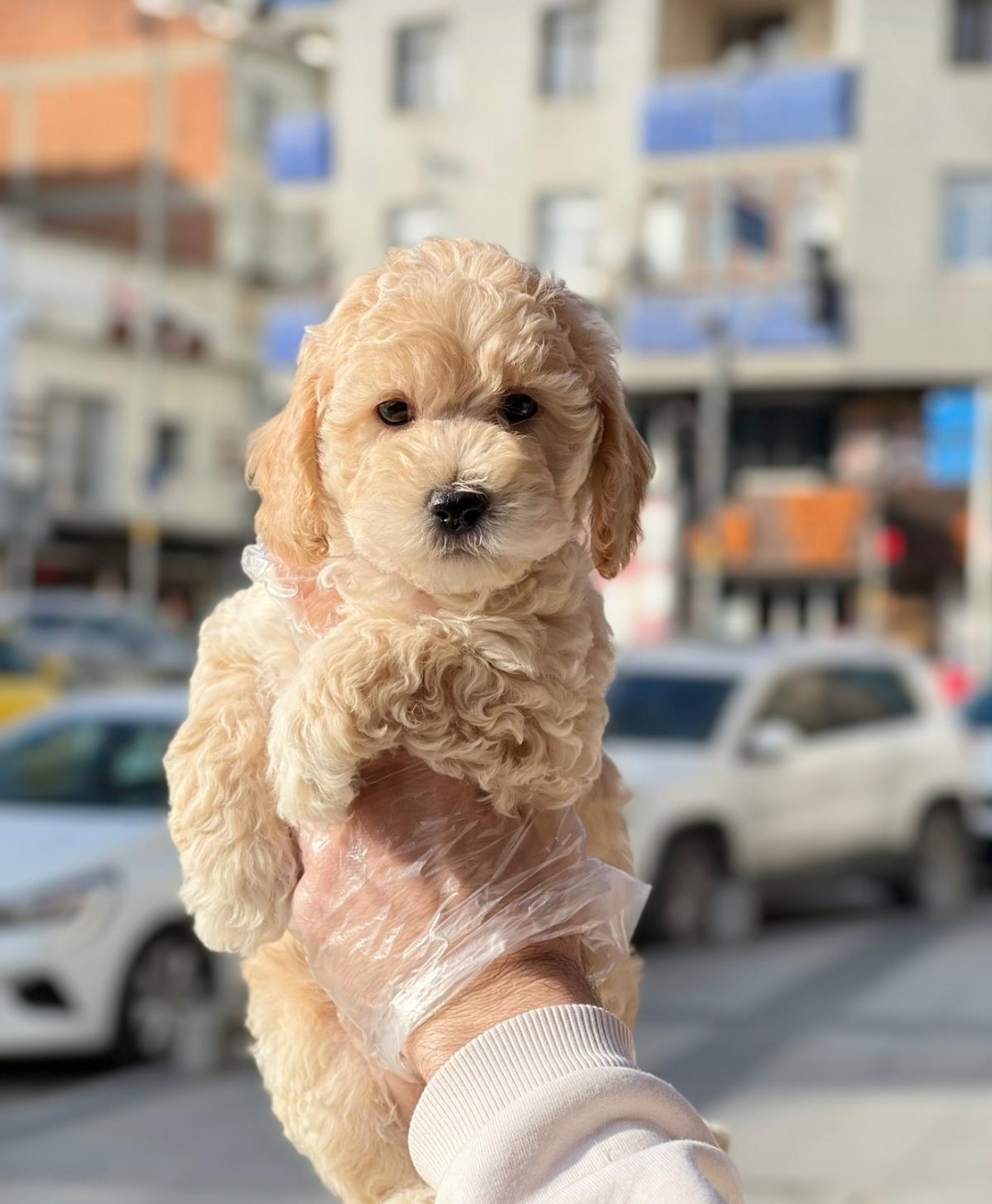 Maltipo cinsi yavrular kahve tonlu mini boy puppy 