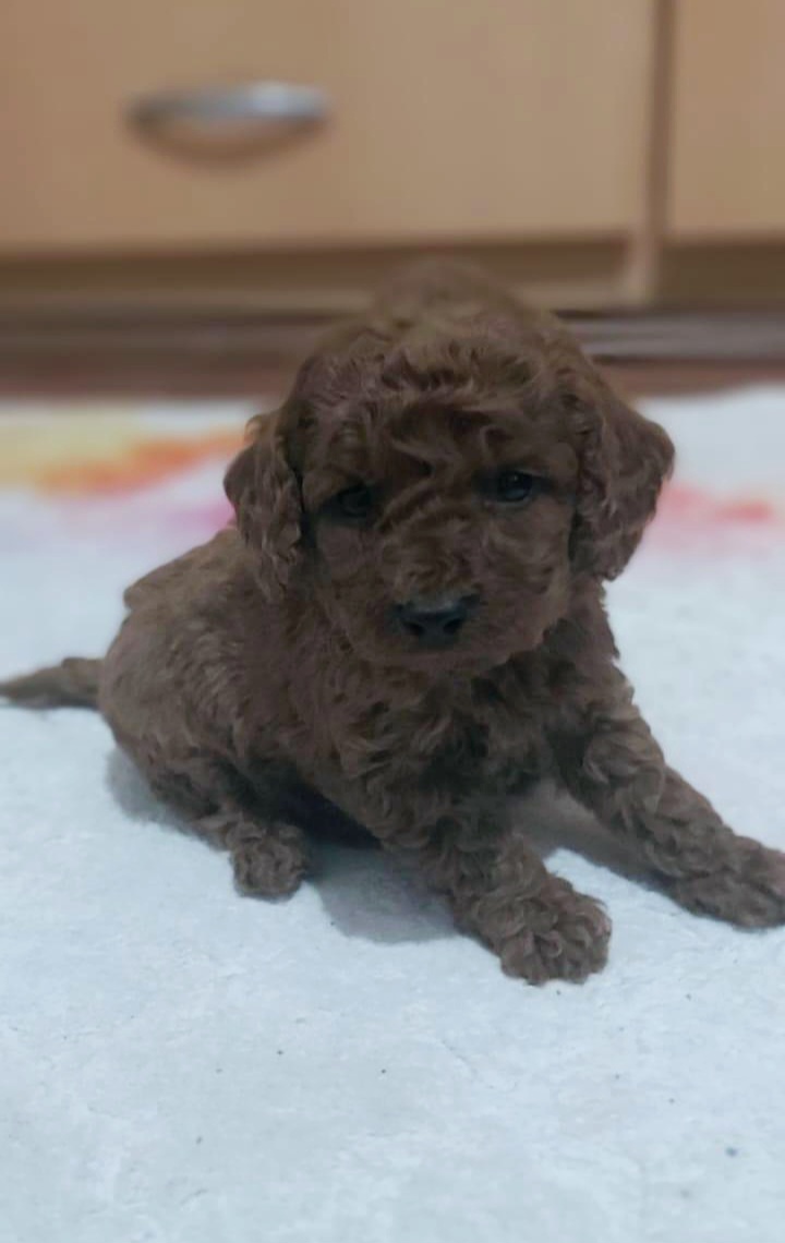 TEACUP 2 KG GARANTİSİ ALTINDA KIRMIZI RED TOOY POODLE 