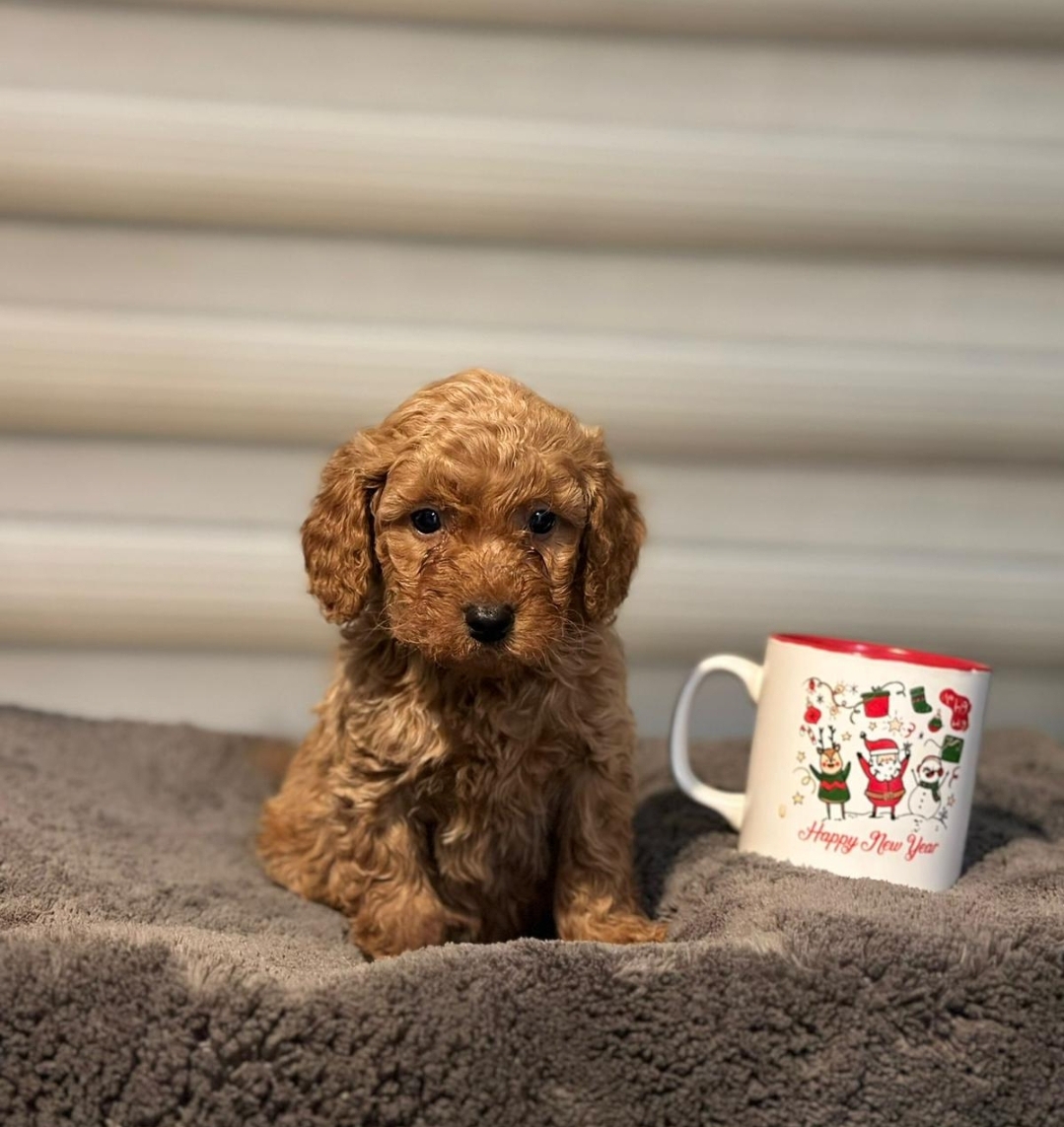 TEACUP 2 KG GARANTİSİ ALTINDA KIRMIZI RED TOOY POODLE 