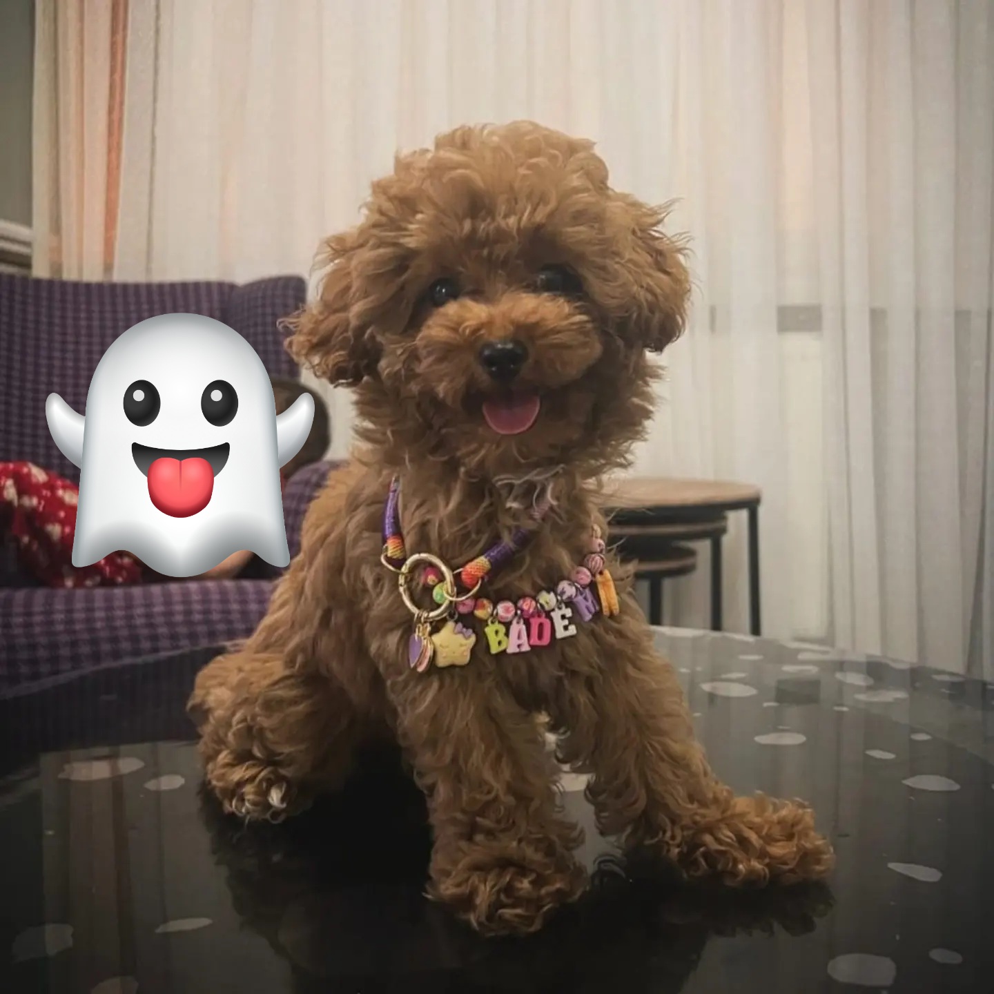 toypoodle yavrularimiz 