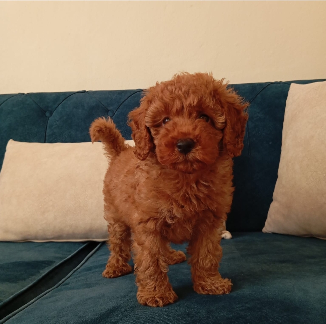 Tooy poodle cinsi kıpkırmızı Red mini Boy 