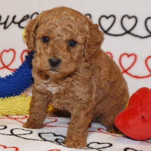 TEACUP 2 KG GARANTİSİ ALTINDA KIRMIZI RED TOOY POODLE 