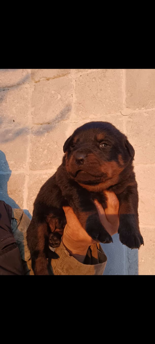 Rottweiler bebeğimiz 