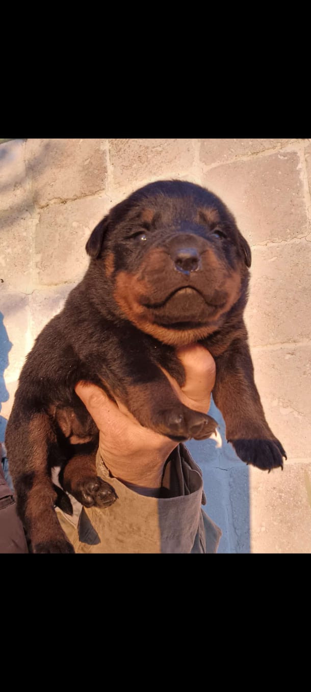 Rottweiler bebeğimiz 