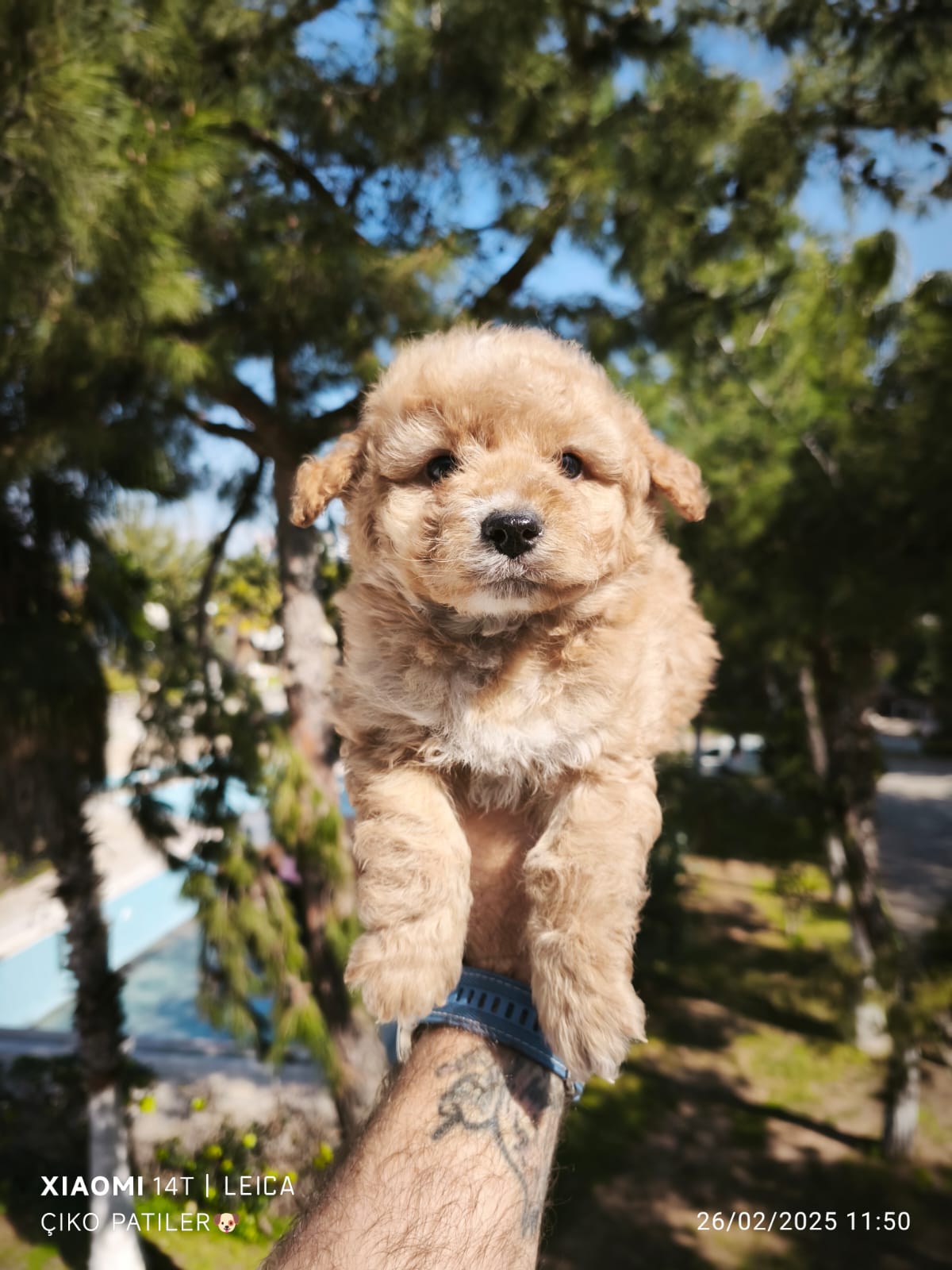 Dişi Erkek birbirinden sevimli maltipoo yavrular