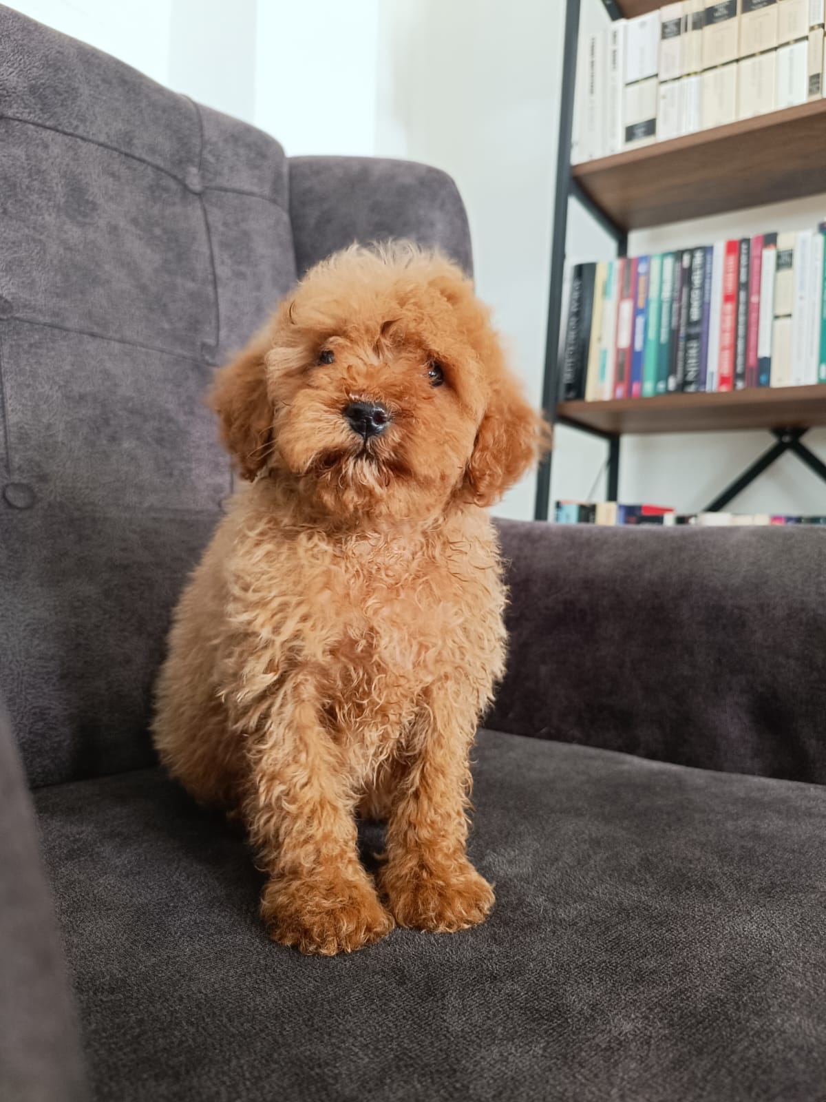 Red poodle bebeğimiz 