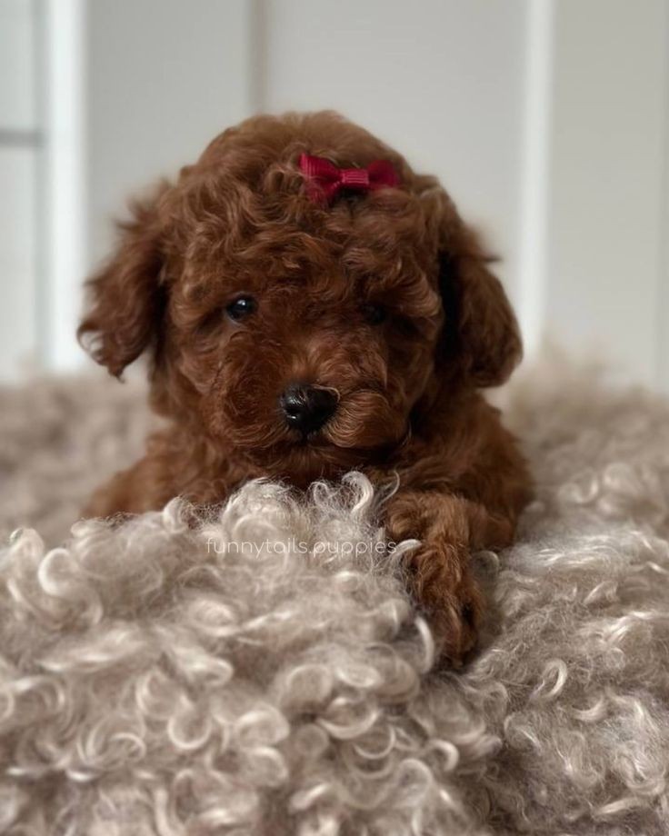 Kıpkırmızı Red tooy poodle sevimli yavrular 