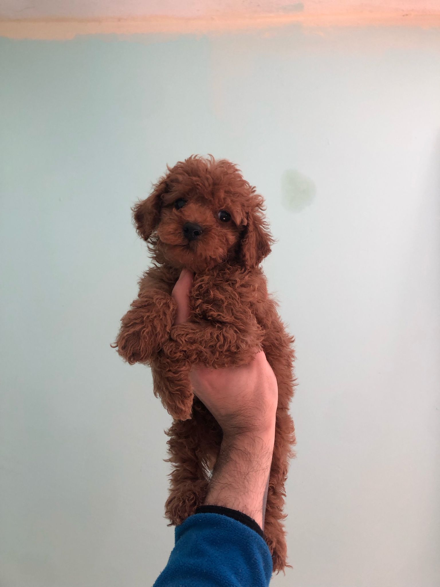 Poodle bebeğimiz 