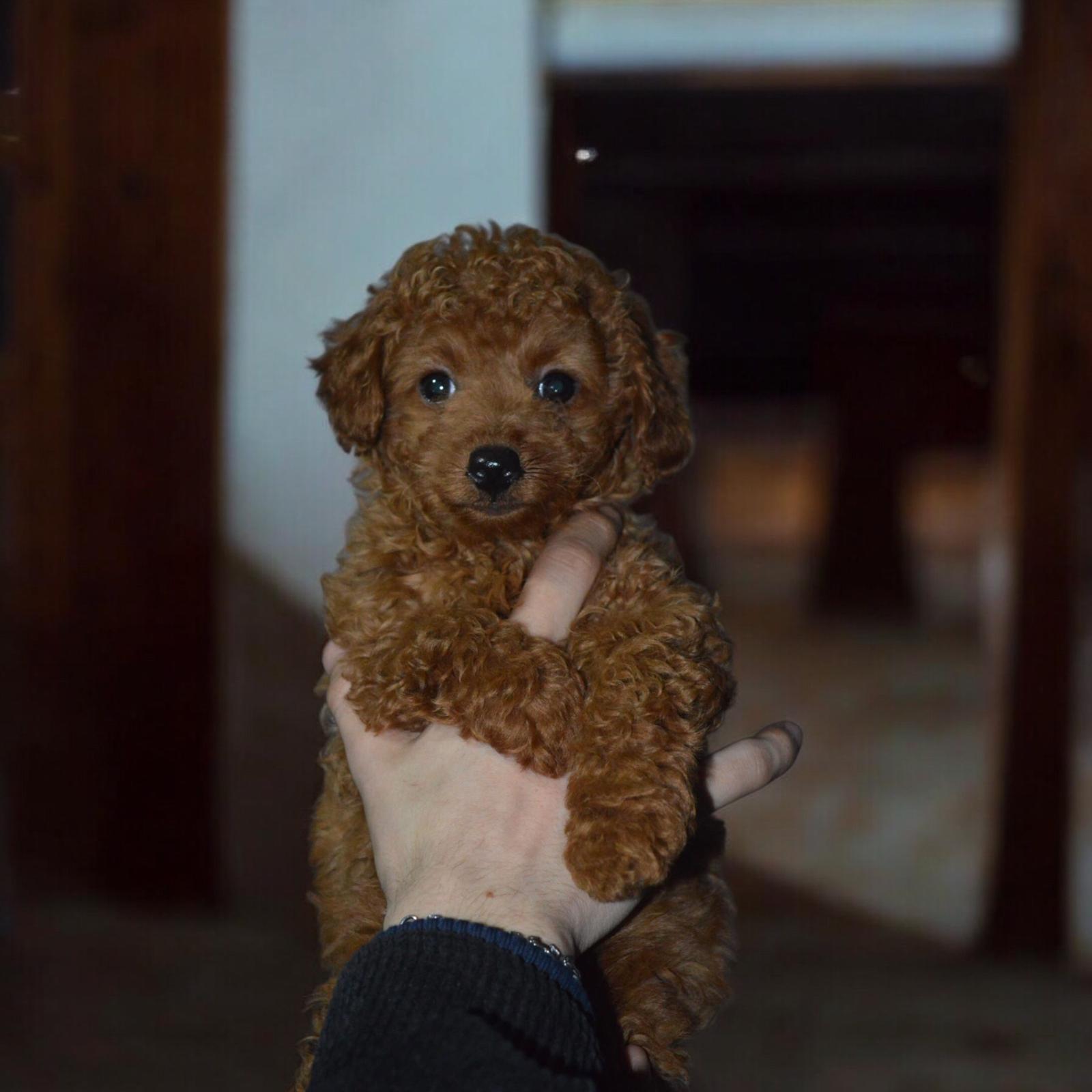 Tooy poodle cinsi kıpkırmızı Red mini Boy 