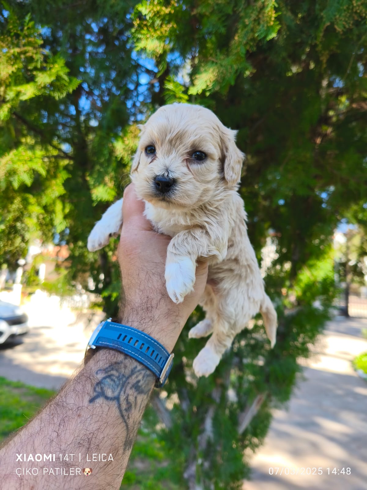 Maltipoo yavrular