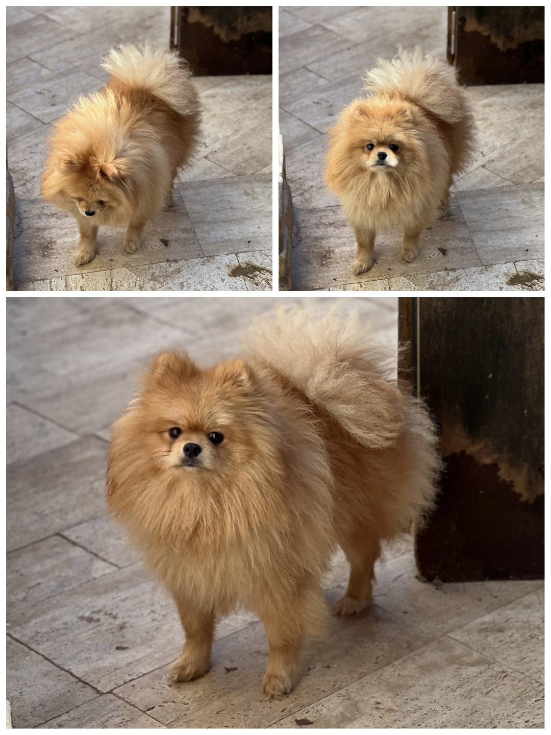 Pomeranian boo yakisiklimiz