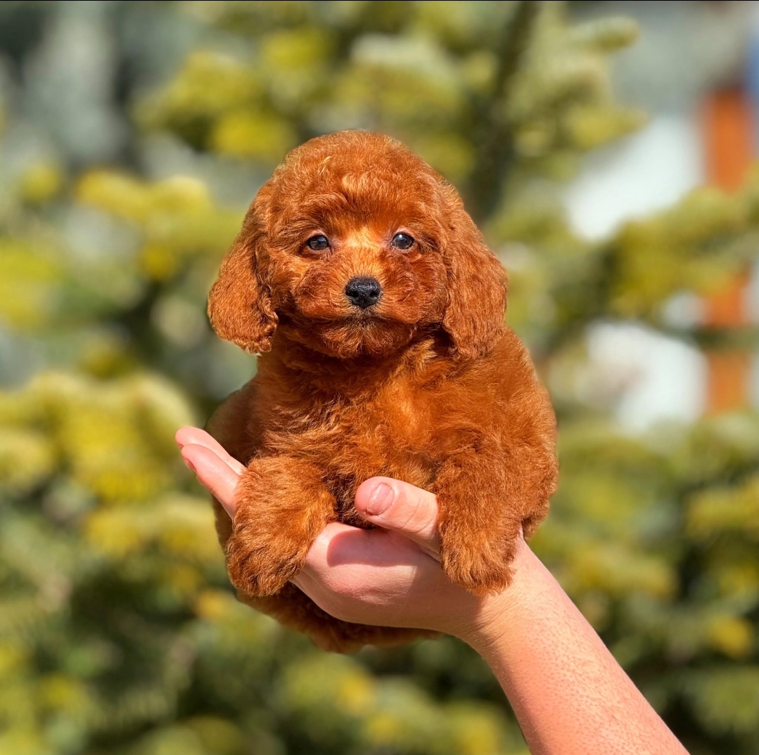 Mini boy puppy kıpkırmızı Red TOOY POODLE 