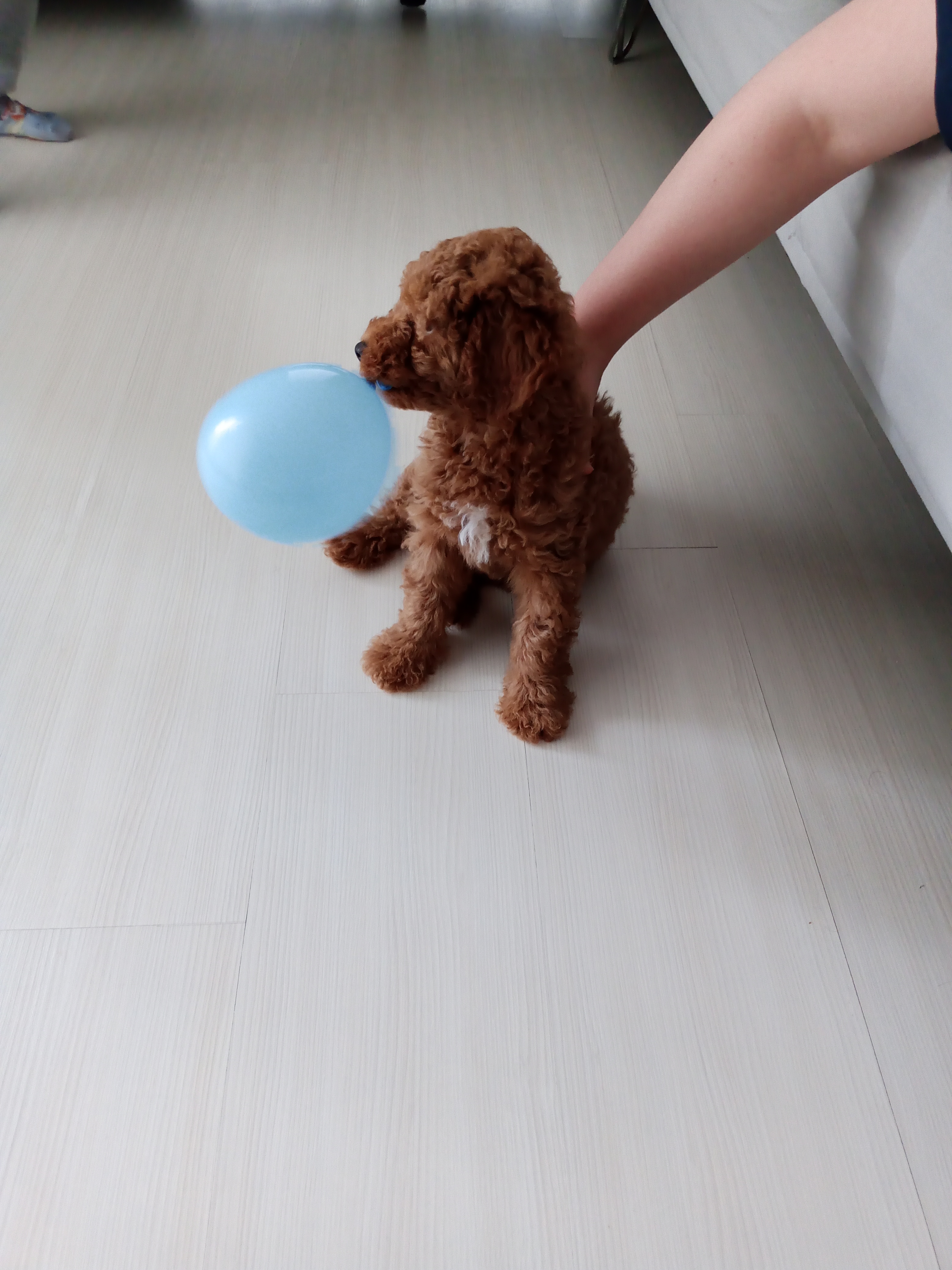 Safkan dişi toy poodle 3.5 aylık