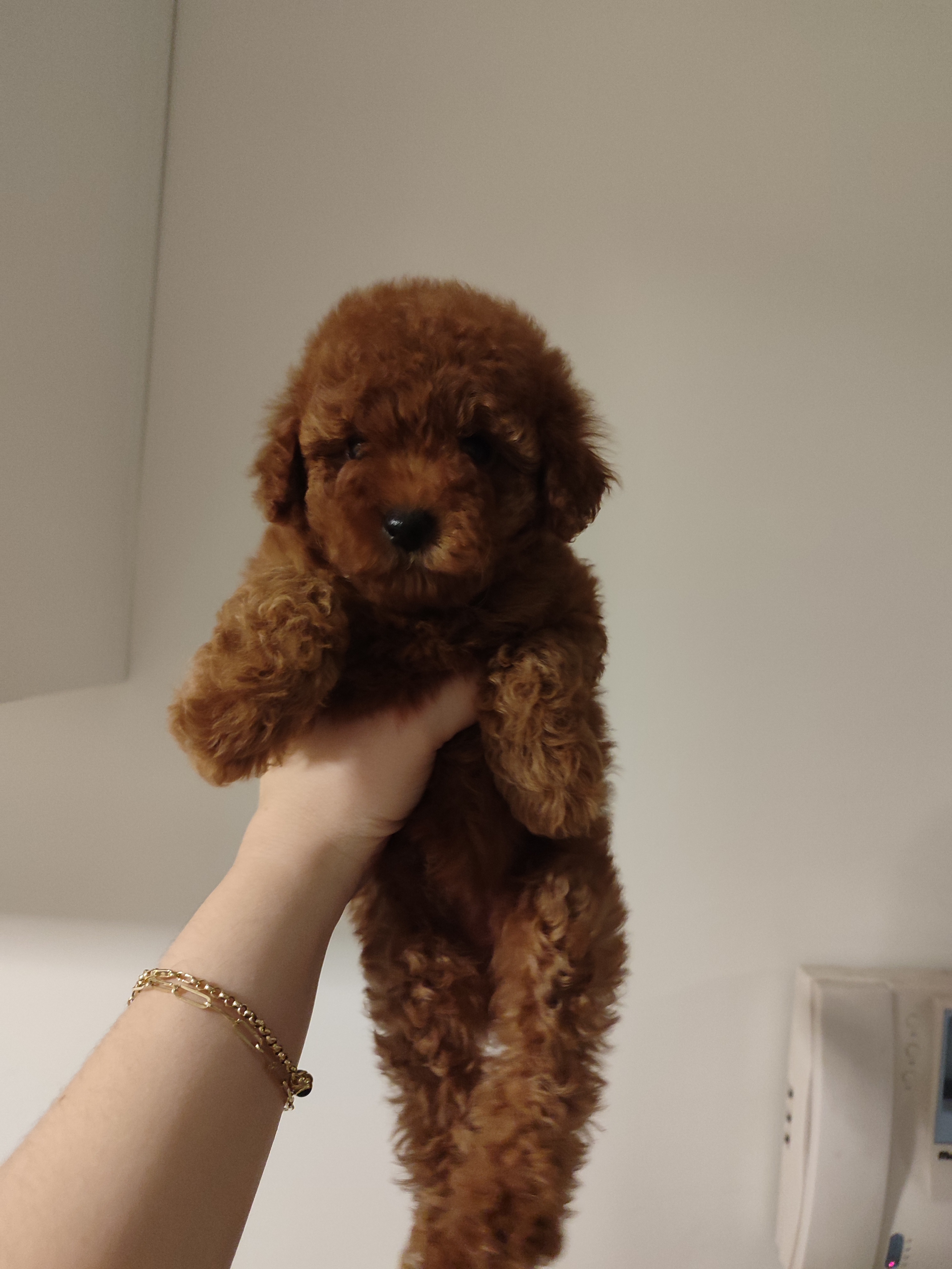 Eğitimli Toy poodle bebekler