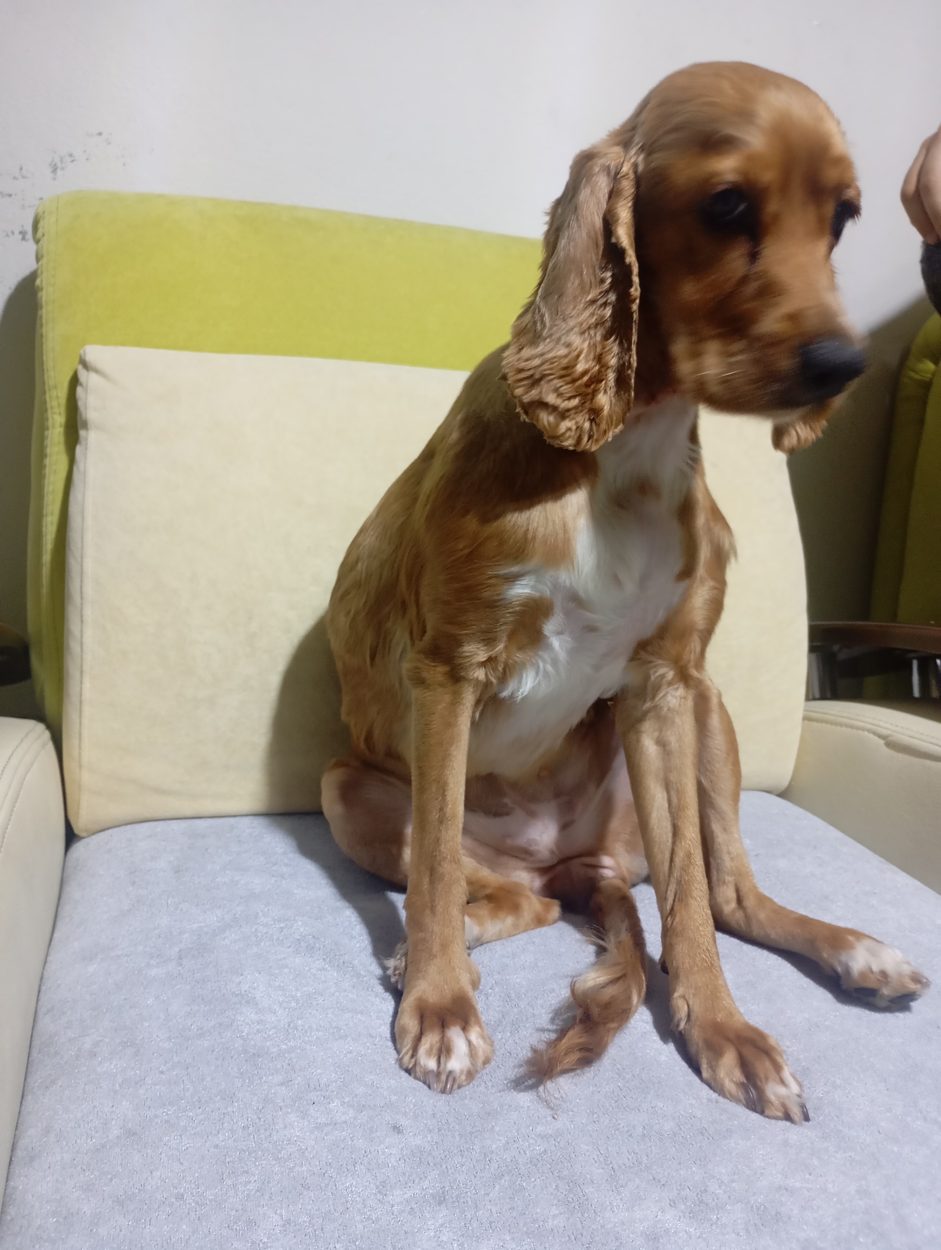 Av köpeği  Av köpeği