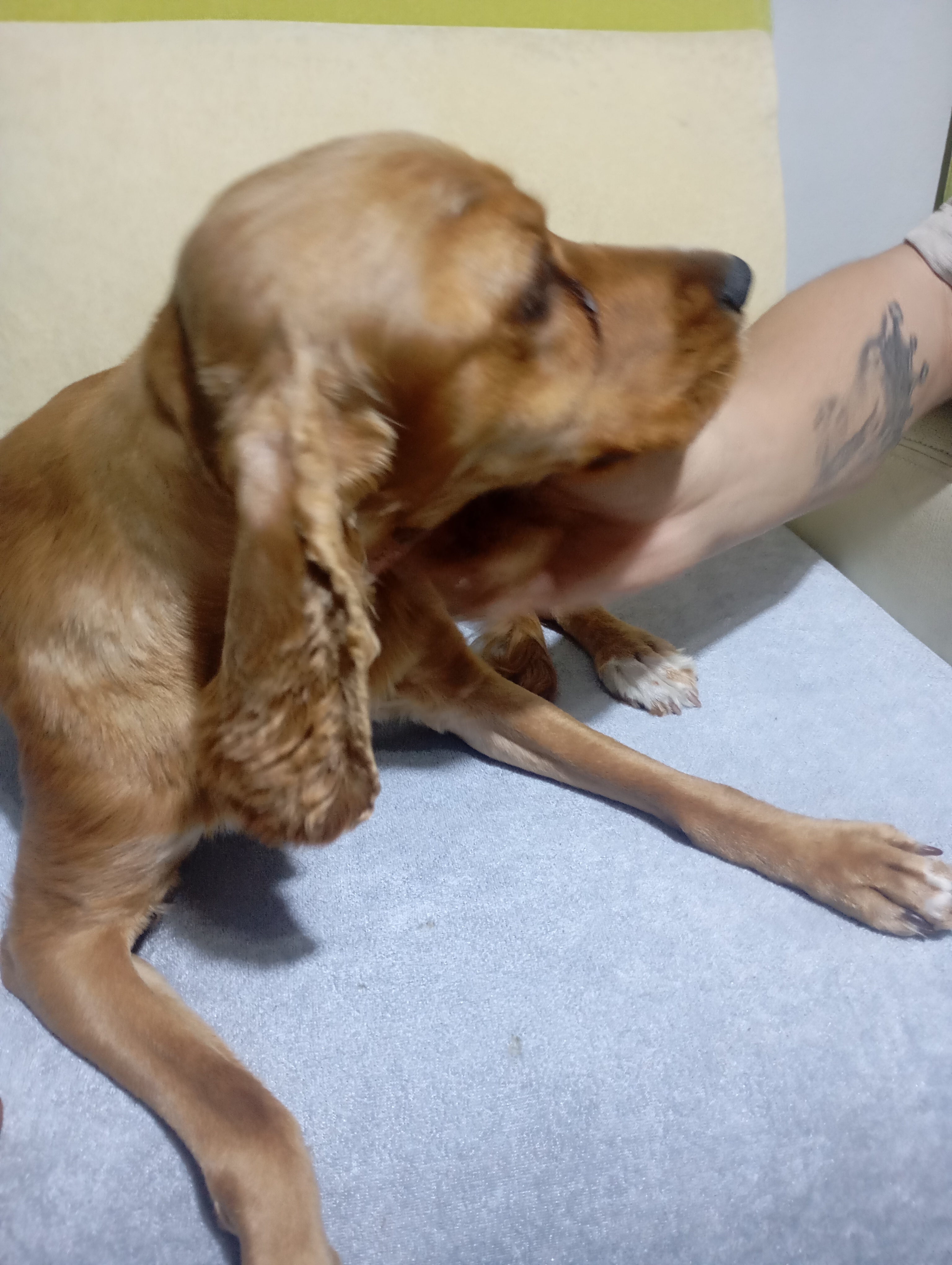 Av köpeği  Av köpeği