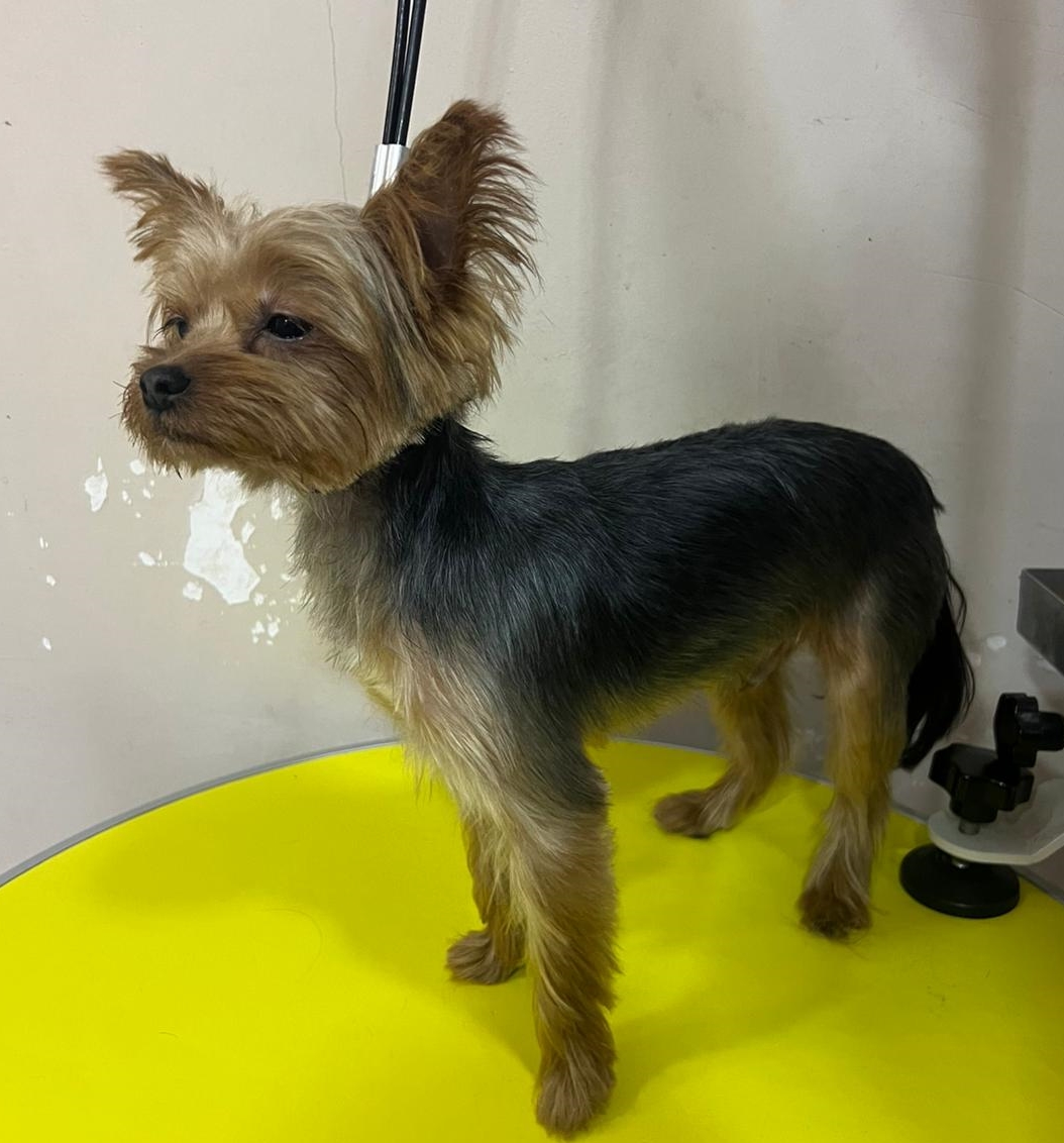 3 / 4   yaşında erkek FCI/KIF üretim izinli yorkshire