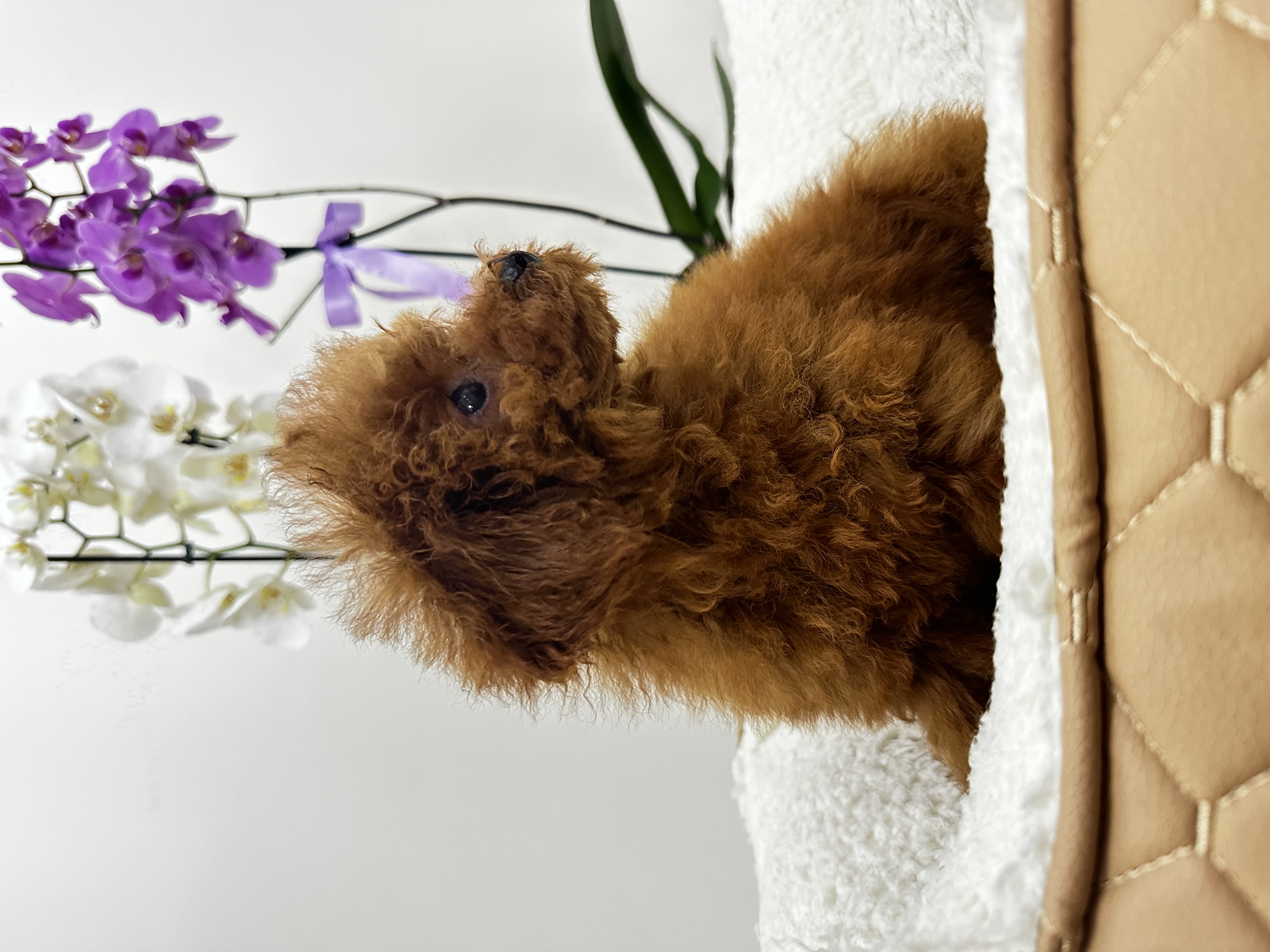 4 aylık kısa kuyruk kore kan poodle