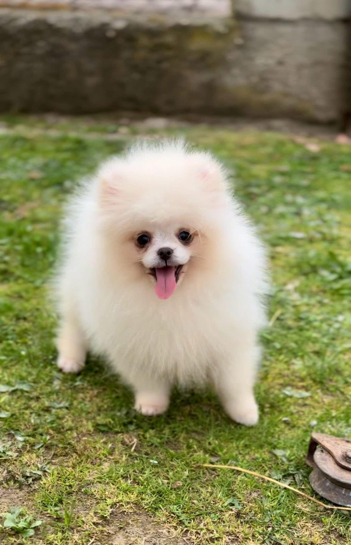Pomerrian boo yavrularımız Sevimli Yavrular  Pomerrian boo yavrularımız Sevimli Yavrular