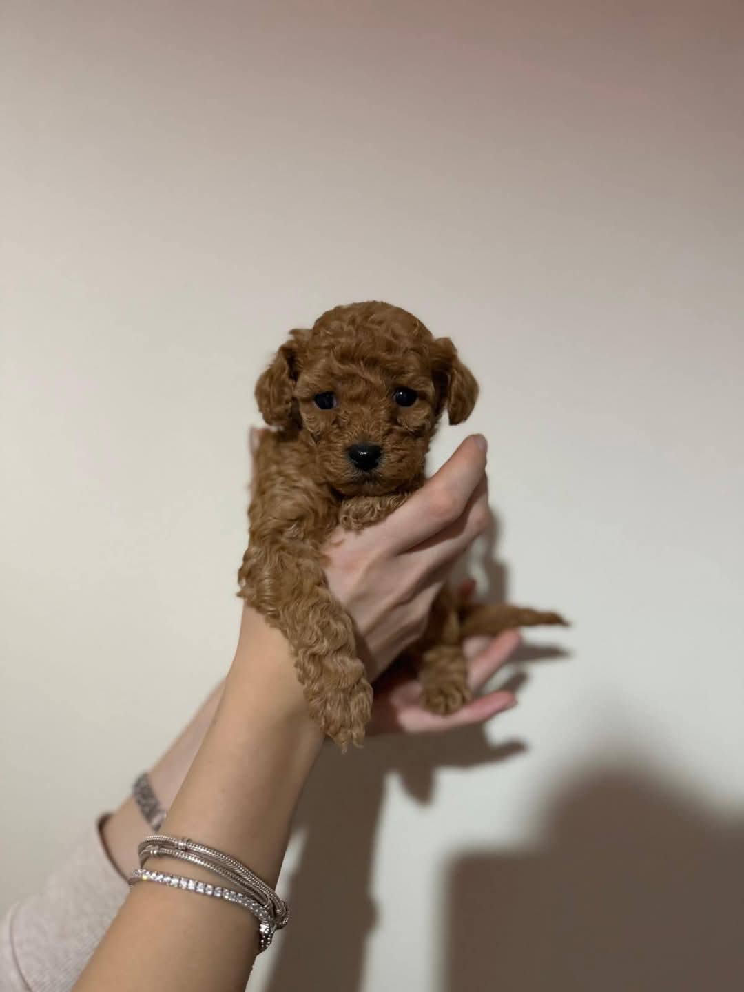 Tooy poodle cinsi yavrular kahve tonlu  Tooy poodle cinsi yavrular kahve tonlu
