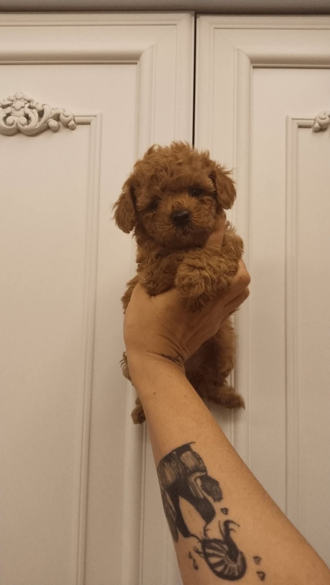 Tooy poodle cinsi kıpkırmızı Red mini Boy 