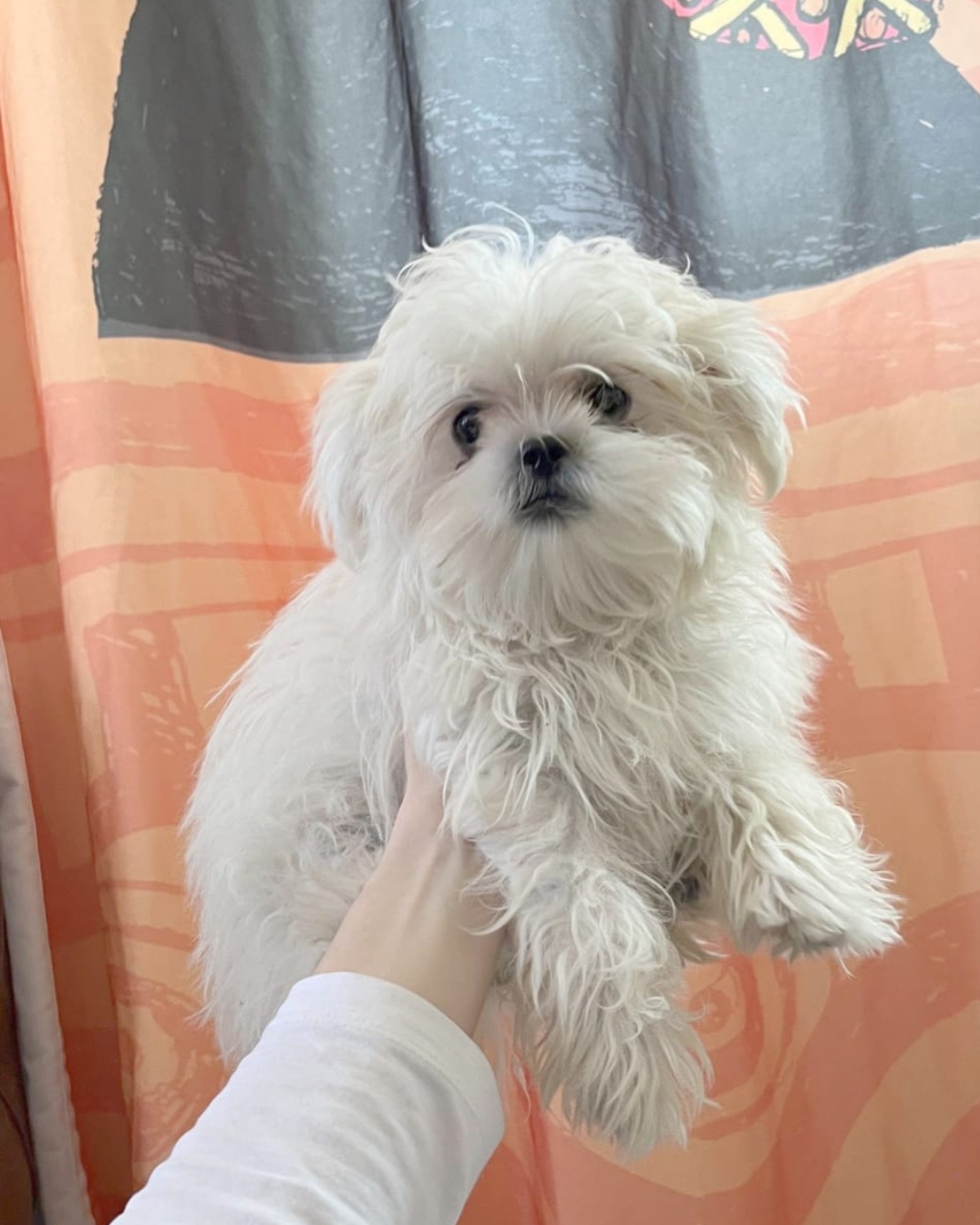 Maltesse Terrier Cinsleri 