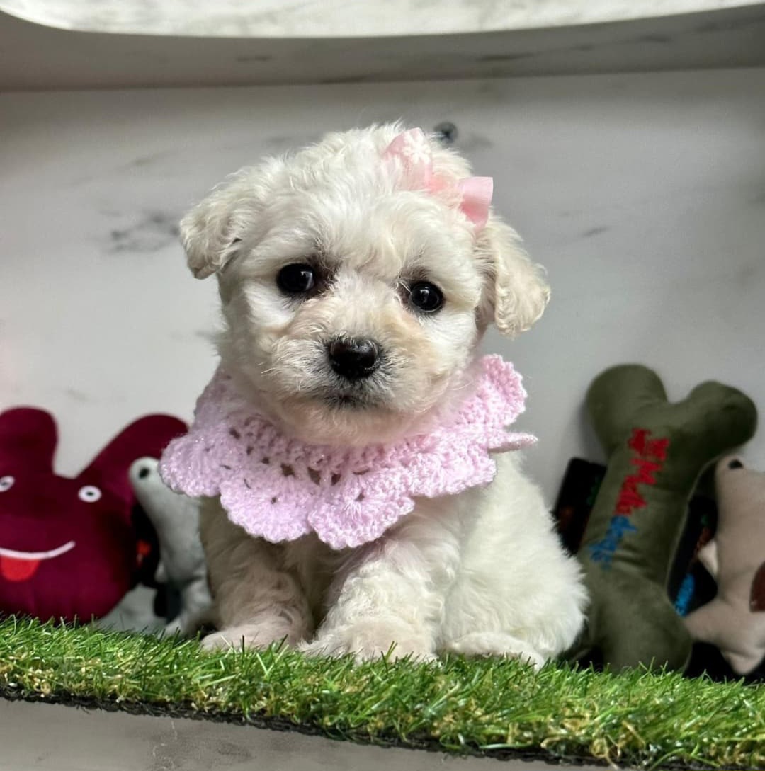 Maltesse Terrier Cinsleri 