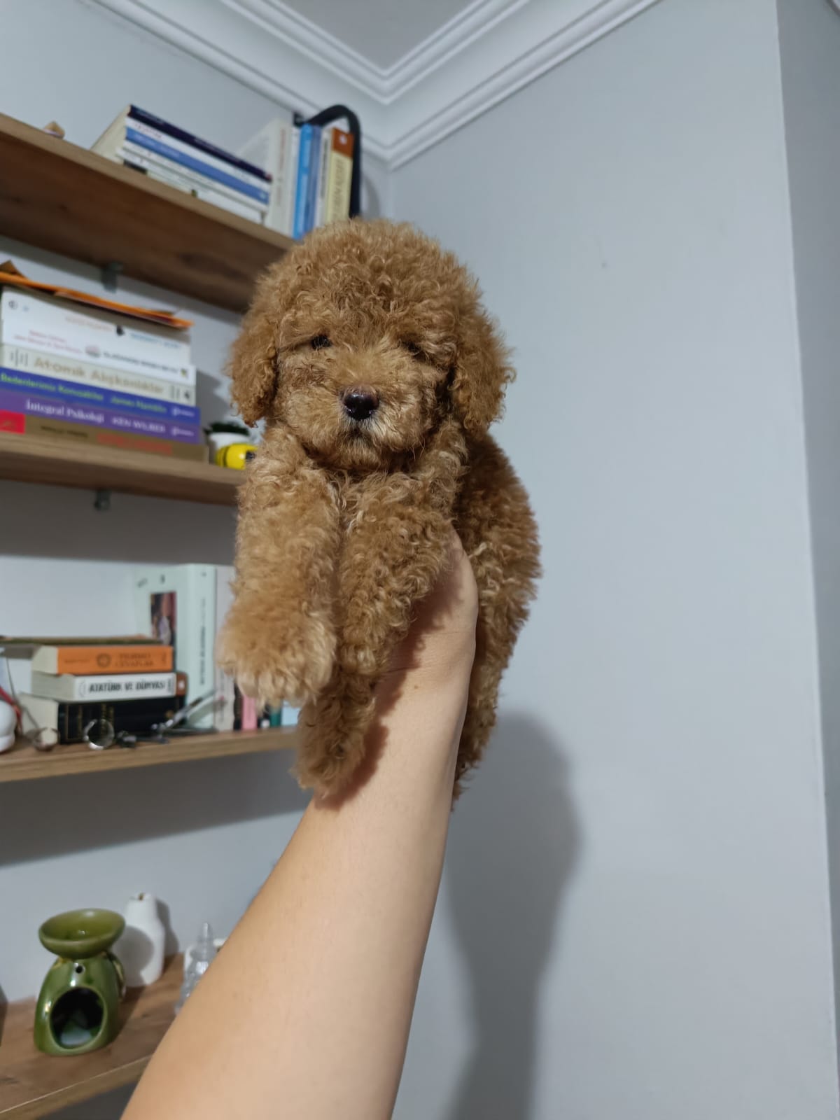Kıpkırmızı Red tooy poodle sevimli yavrular 