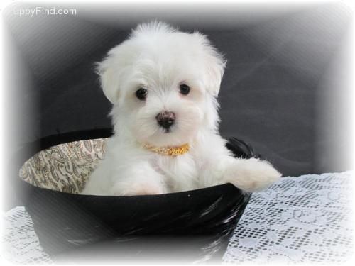 Kar beyaz sevimli yavrular MALTESSE TERRİER 